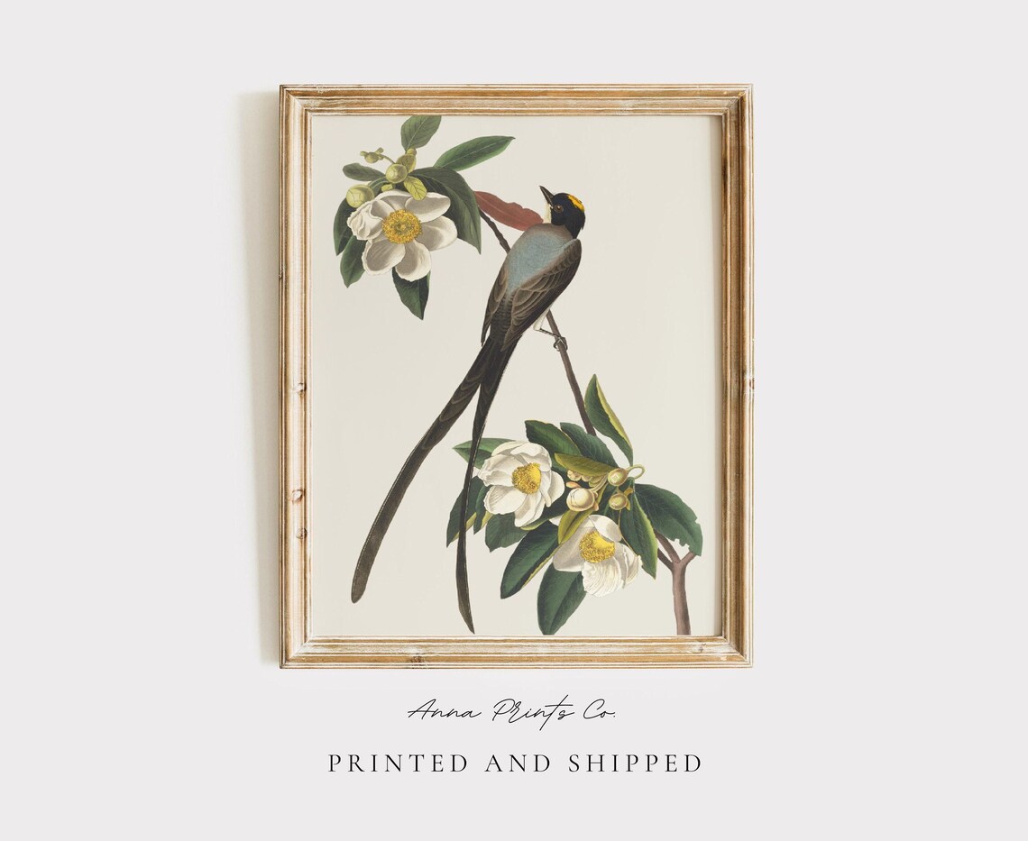 Audubon Flycatcher Bird Illustration, Farmhouse Art Print