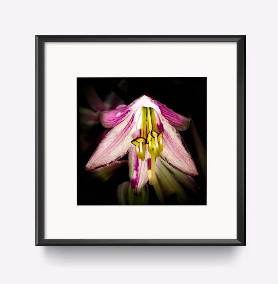 Pink Blossom Botanical Macro Photography No 6 Dark Art Poster