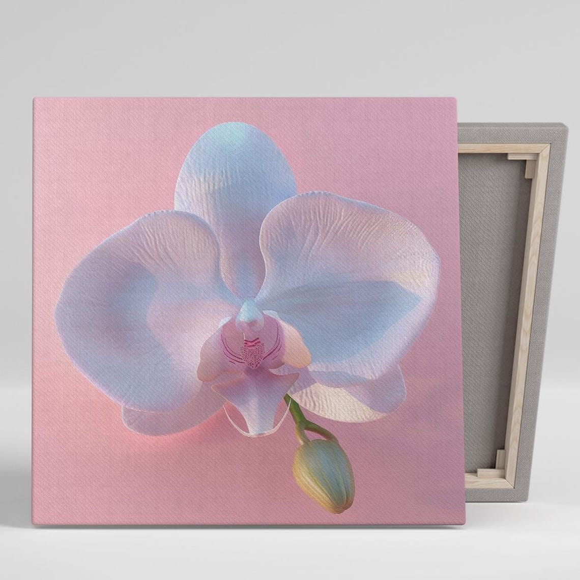 White Orchid Flower Macro Minimalist Pink Background Wall Art