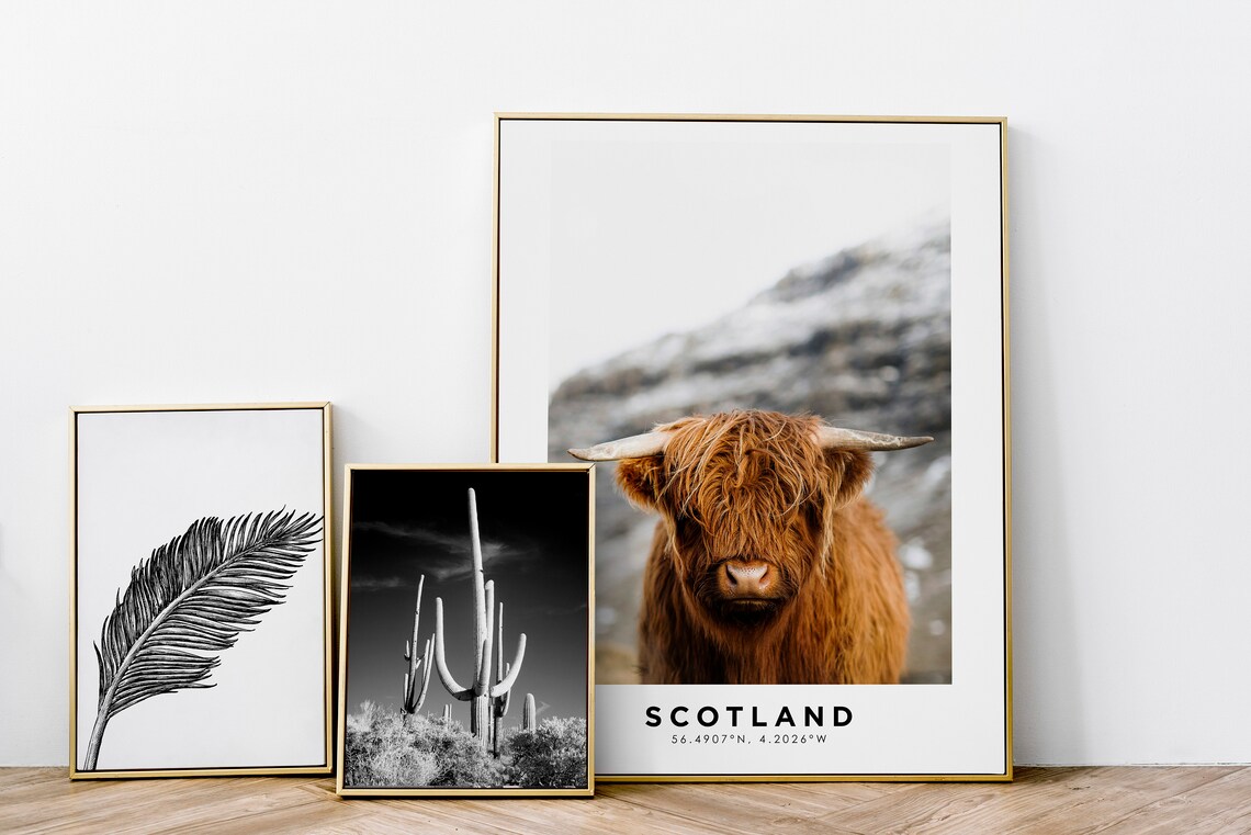 Scotland Highland Cow Cattle Portrait Travel Coordinates Photo Poster - Image 2