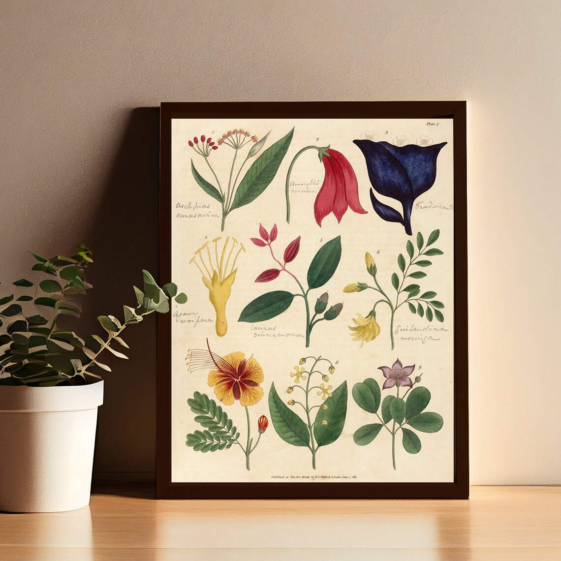 Vintage Botanical Floral Illustration Art Print