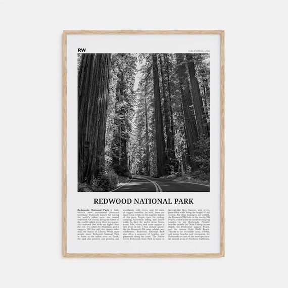 Redwood National Park Black and White Travel Poster