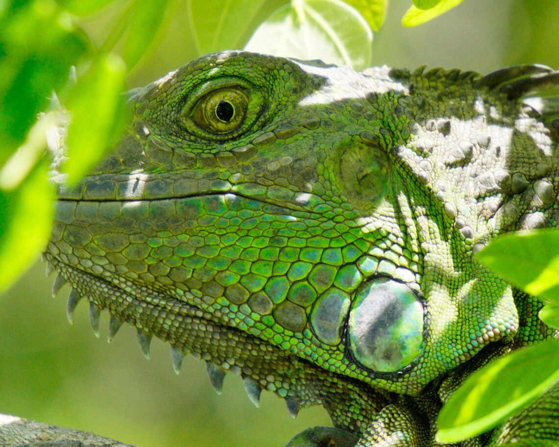 Lizard Photo, Fine Art Photography Nature Study - Image 2