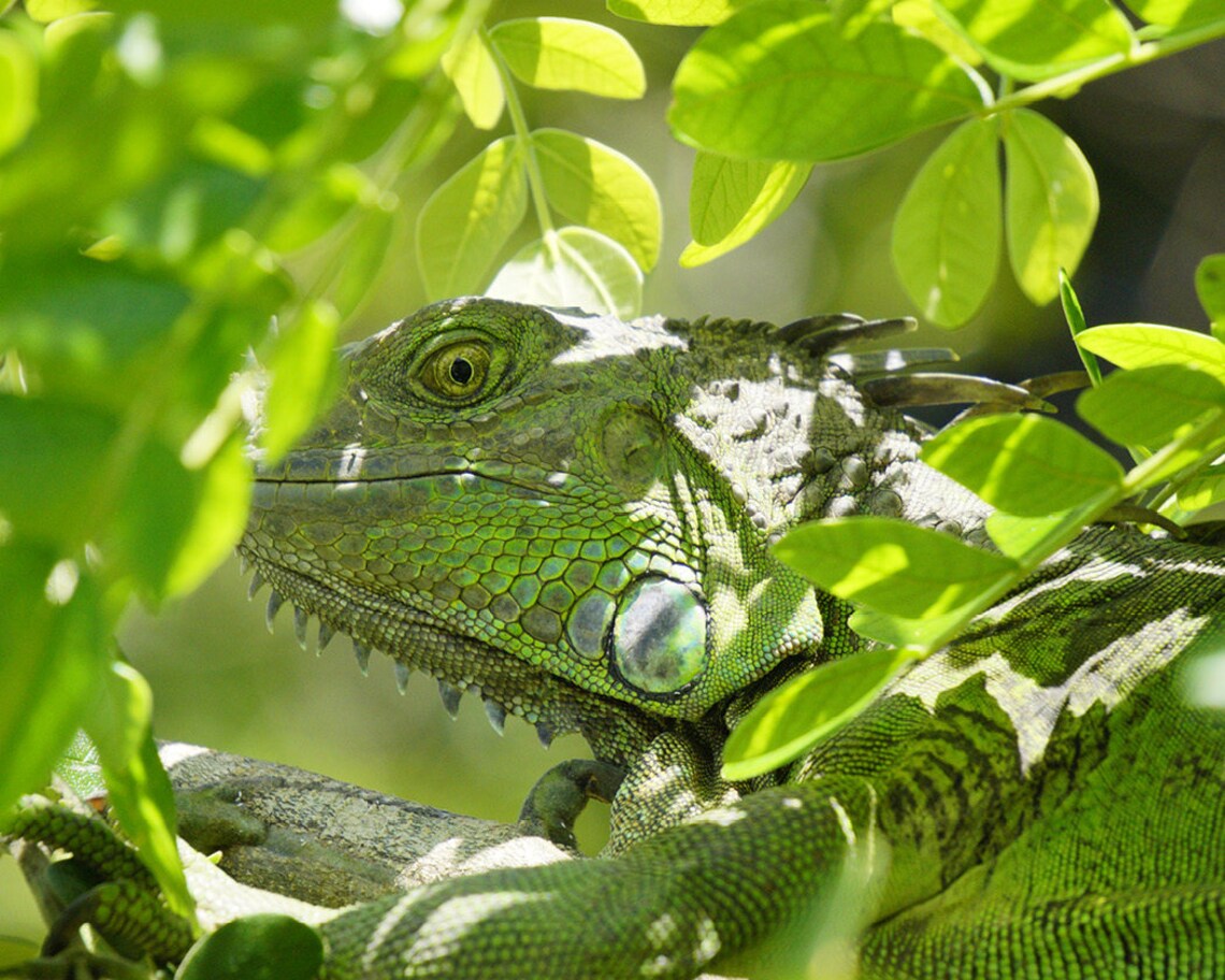 Lizard Photo, Fine Art Photography Nature Study