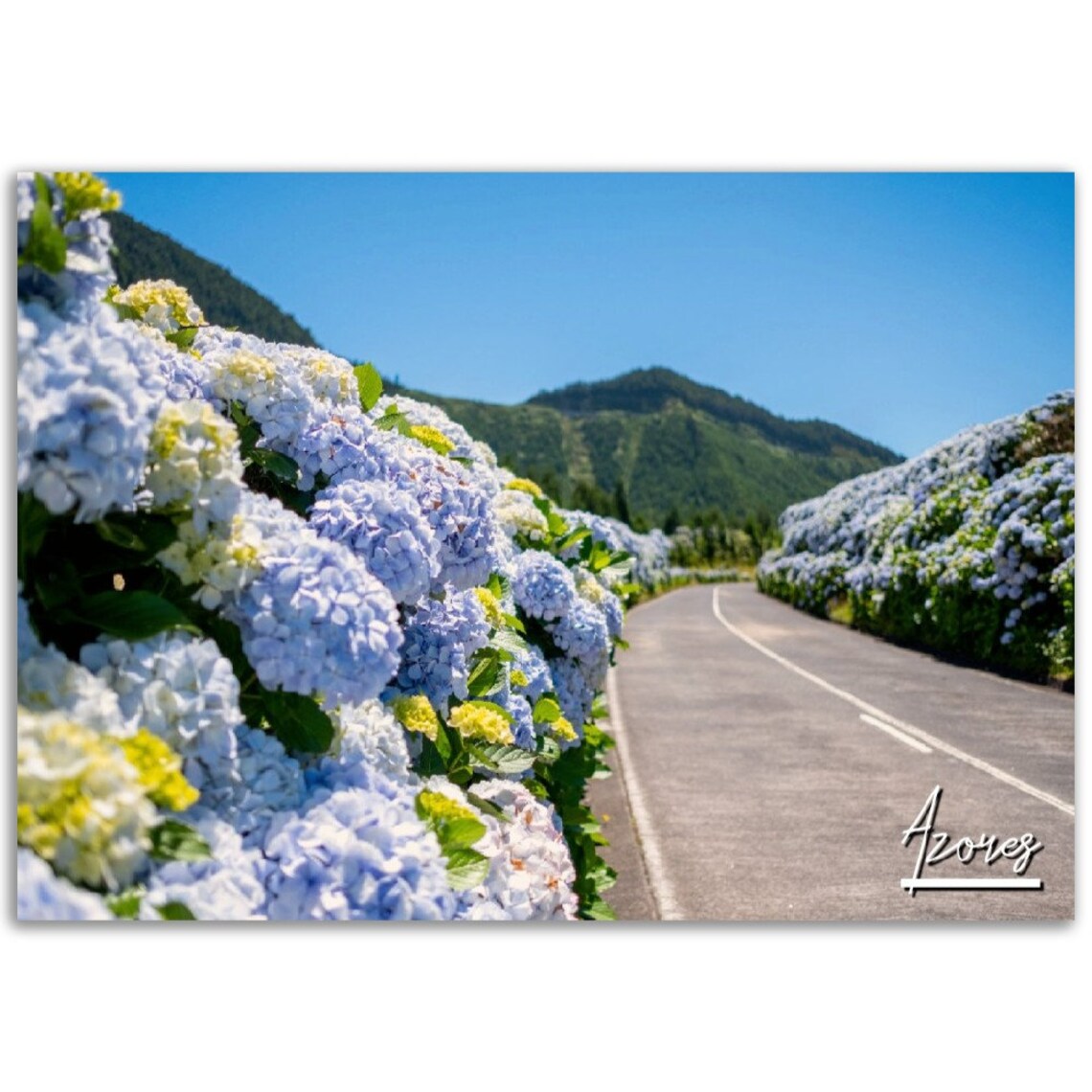 Azores Hydrangea Road Blooming Flowers Mountain View Photo Poster