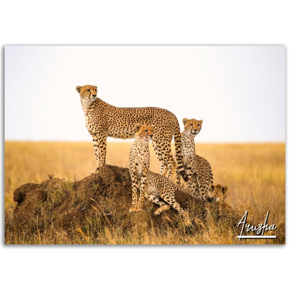 Cheetah Family Arusha Tanzania Safari Photography Poster Mother Cubs