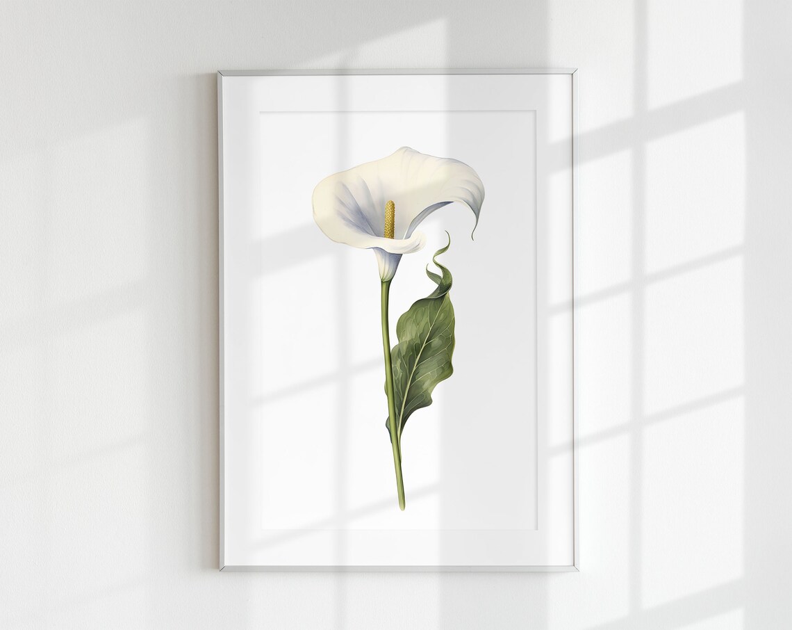 Calla Lily Botanical Flower Art Print, Floral Poster