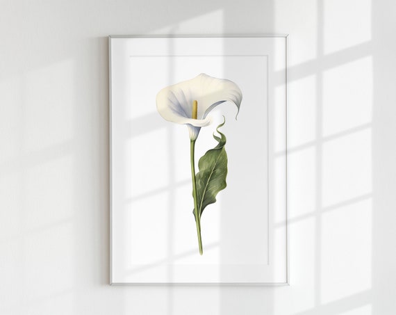 Calla Lily Botanical Flower Art Print, Floral Poster