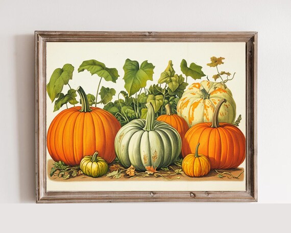 Heirloom Pumpkins Gourds Botanical Harvest Illustration Poster