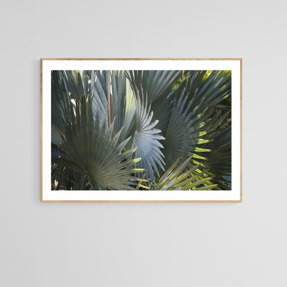 Palm Tree Photograph, Tropical Florida California