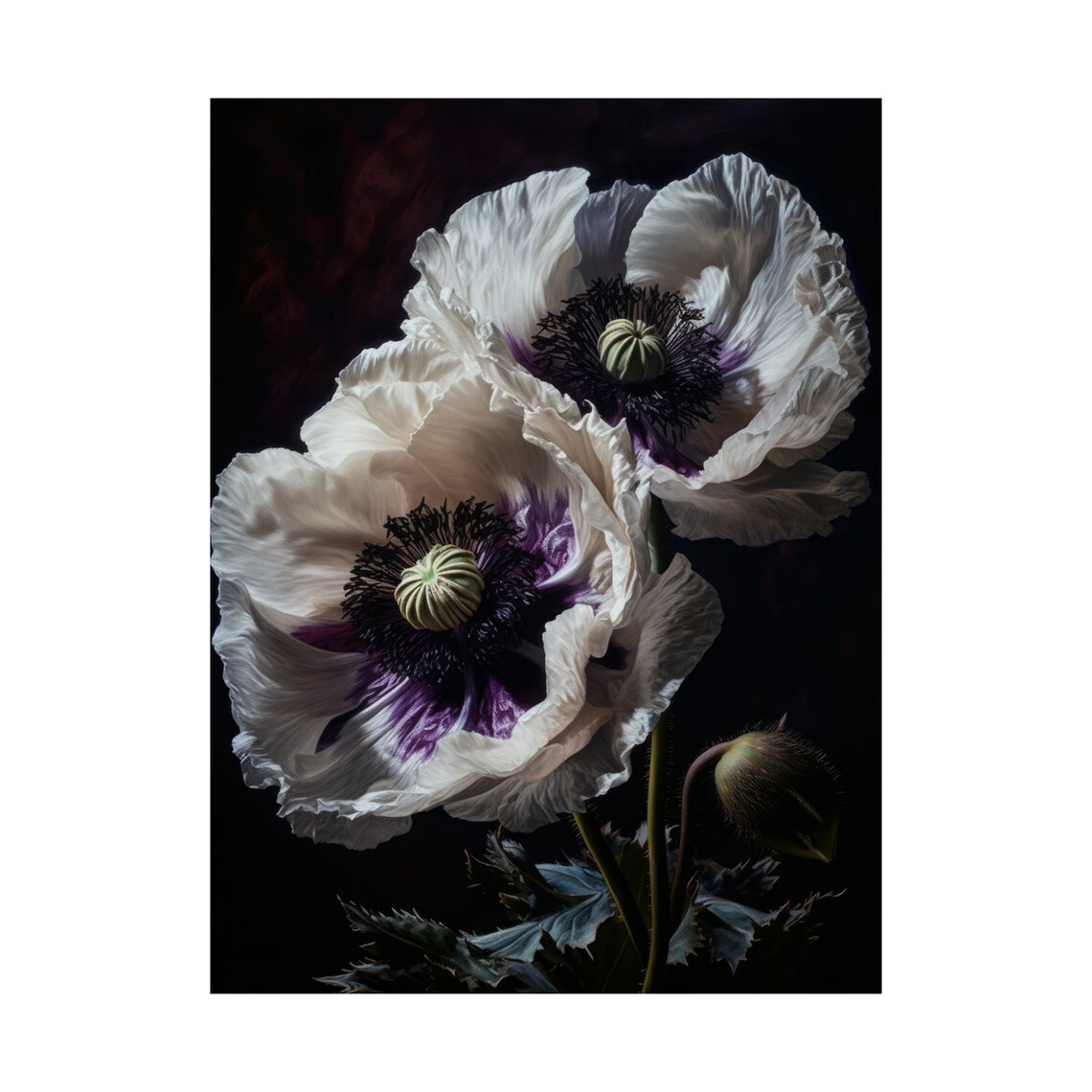 Oriental Poppy White Blossoms Purple Center Dark Botanical Art Print - Image 4