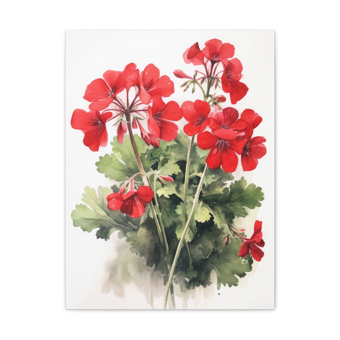 Red Geranium Watercolor Flower Clusters Green Foliage Art Print