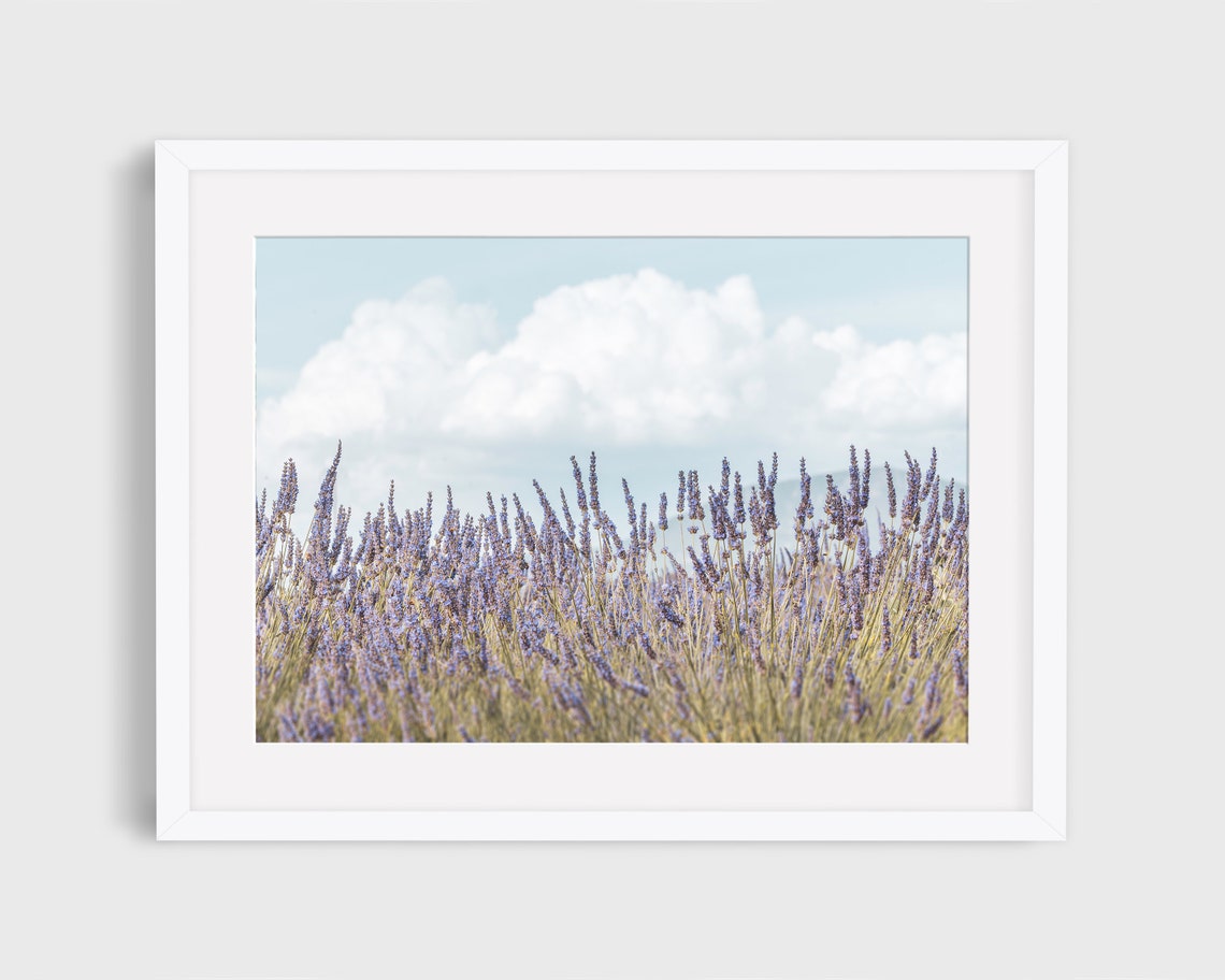 Lavender Field Photo, Provence Travel Photo