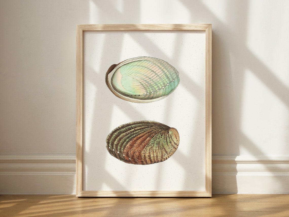 Vintage Abalone Ear Shell Scientific Illustration Coastal Poster