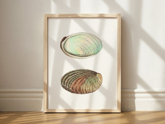 Vintage Abalone Ear Shell Scientific Illustration Coastal Poster