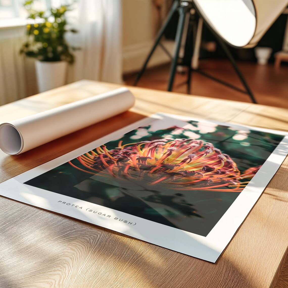 Protea Botanical Photography, Moody Flower Art Print - Image 2