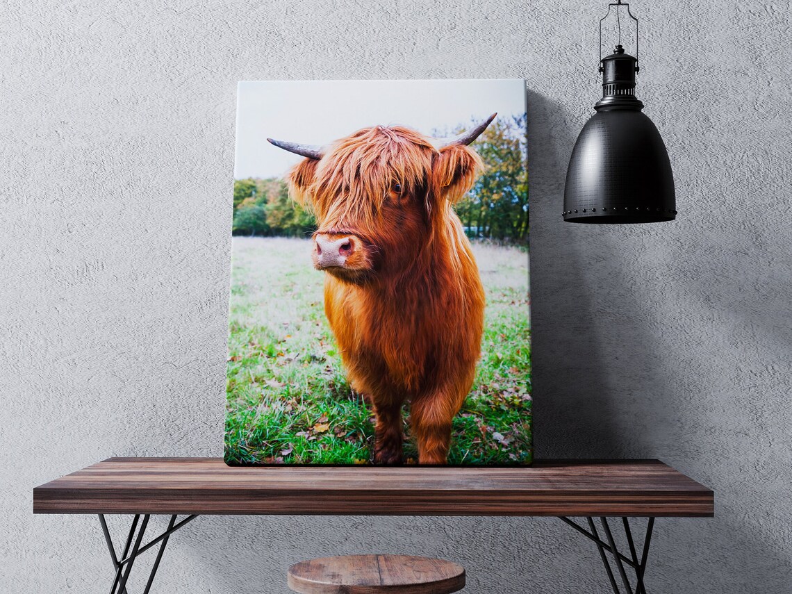 Highland Cow Close Up Portrait in Green Field Cattle Photo Poster - Image 3