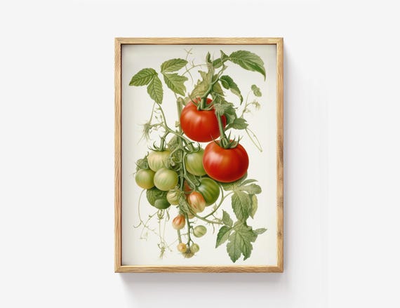 Tomato Botanical Illustration Art Print
