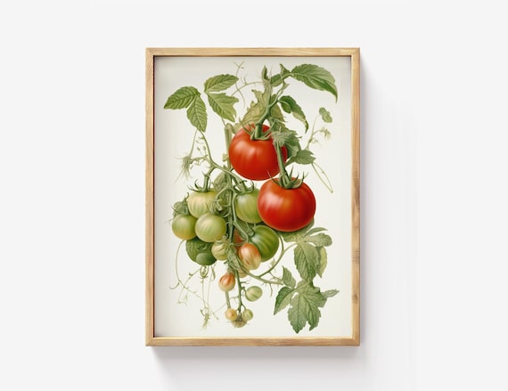 Vintage Tomato Vine Botanical Illustration Kitchen Garden Poster
