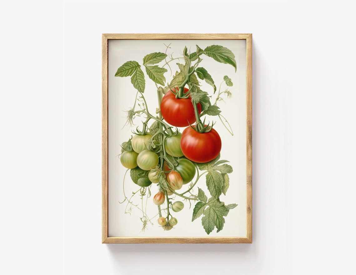 Tomato Botanical Illustration Art Print