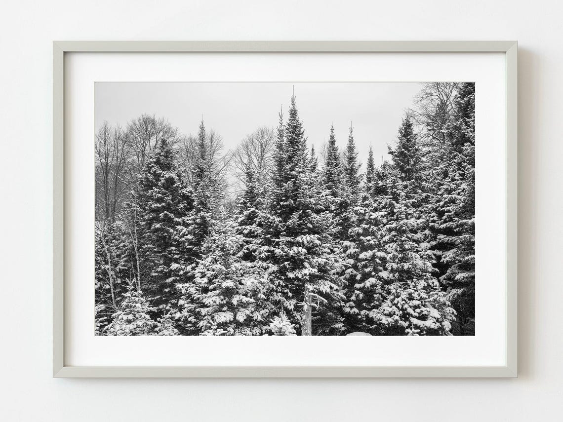 Snow Covered Pine Trees Black And White Winter Forest Photo Poster