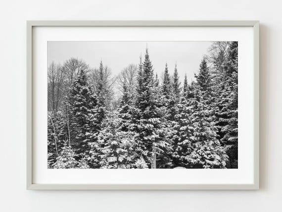 Pine Trees Covered In Snow Haliburton Wall Art