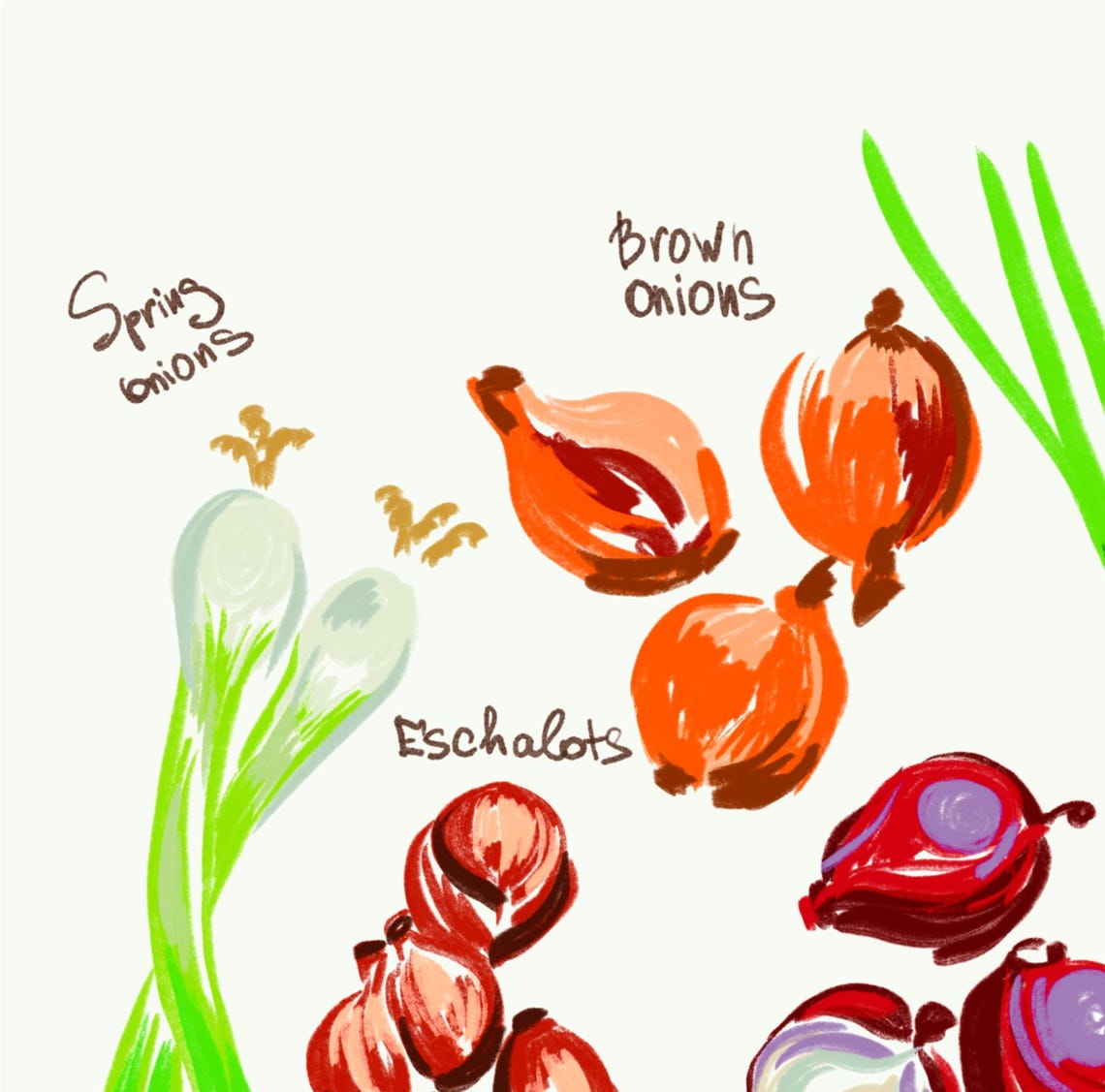 Charming Labeled Onion Varieties Watercolor Botanical Kitchen Poster - Image 3