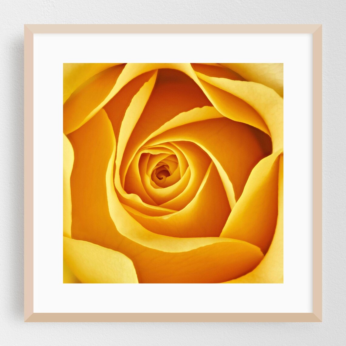 Golden Yellow Rose Petal Spiral Macro Floral Photography Poster