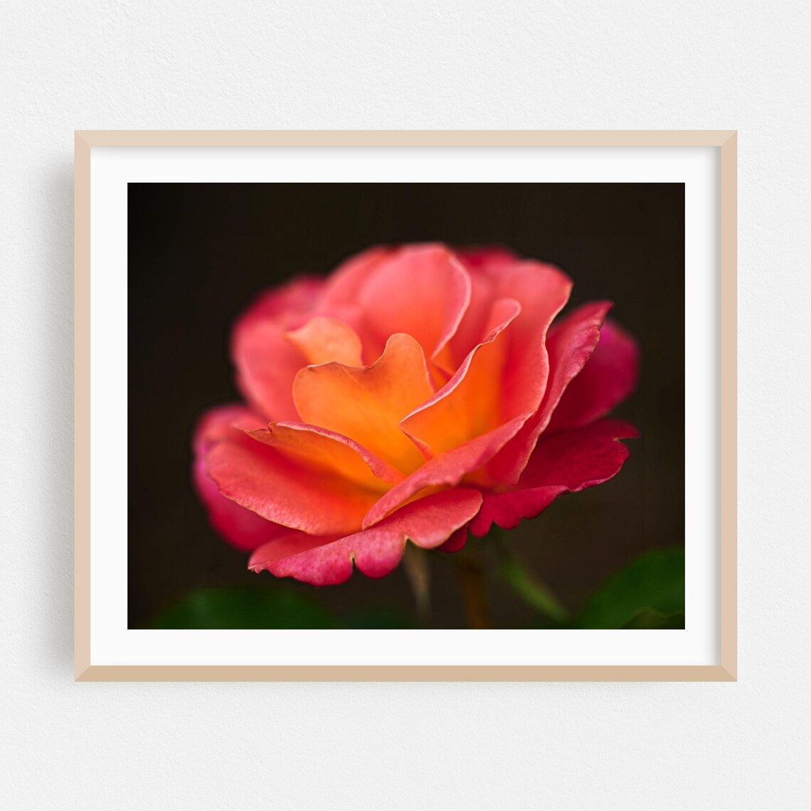 Coral Pink Rose Bloom Macro Soft Petals Botanical Photo Print