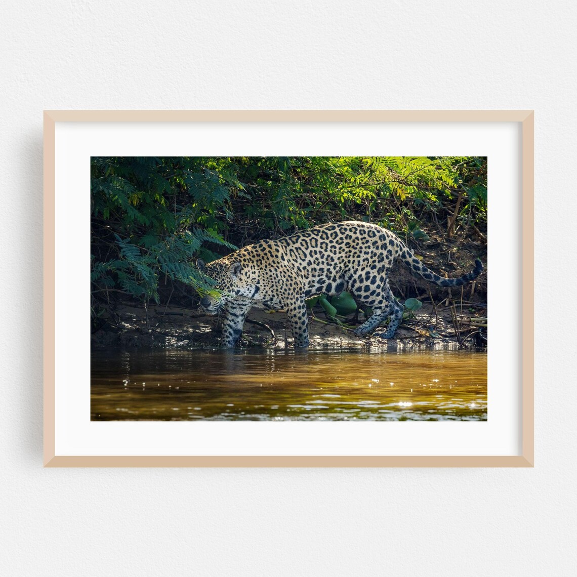 Wild Jaguar Wading At A Riverbank Wildlife Photography Poster