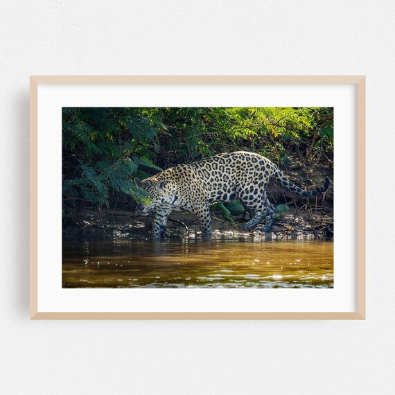 State Of Mato Grosso Print Brazil Wall Art Wildlife Framed Animal Home Decor Nature Poster Jungle Fine Forest Wilderness