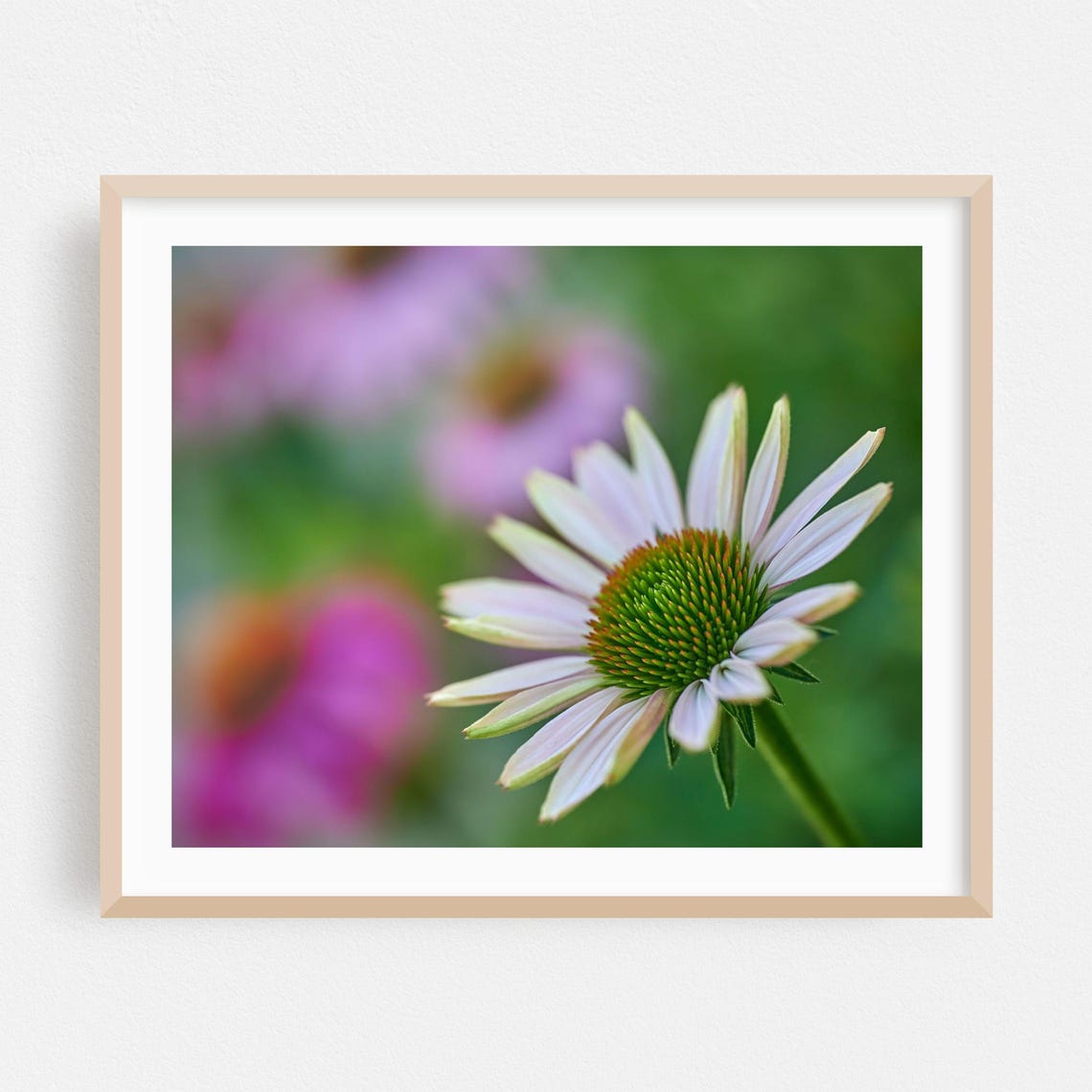 White Echinacea Coneflower Soft Focus Macro Photography Poster