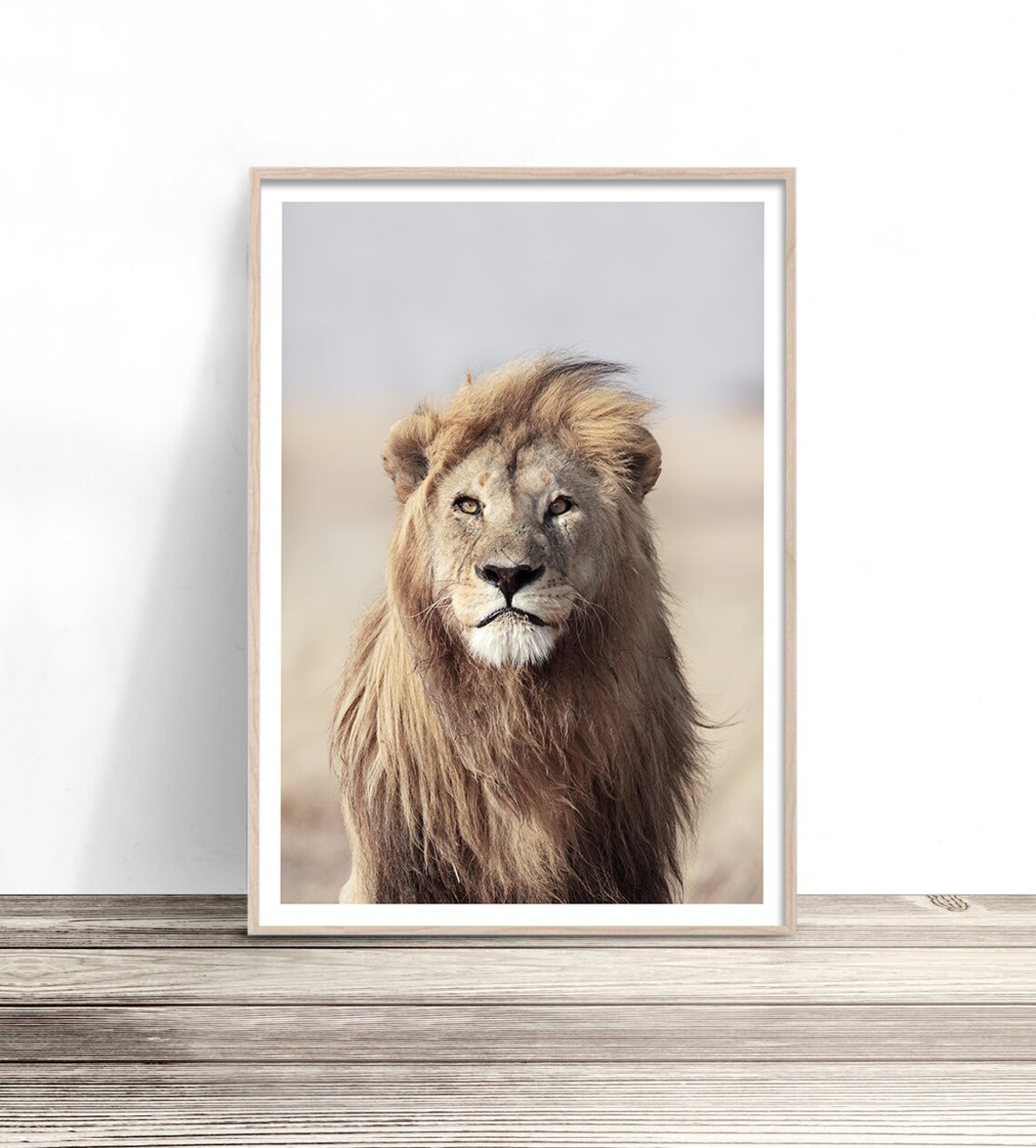 Lion Portrait Golden Mane Direct Gaze Wildlife Safari Photography Poster