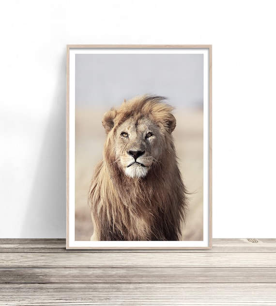 Lion Portrait Golden Mane Direct Gaze Wildlife Safari Photography Poster