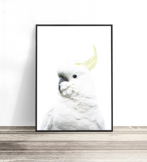 White Cockatoo Australian Bird Photography Art Print