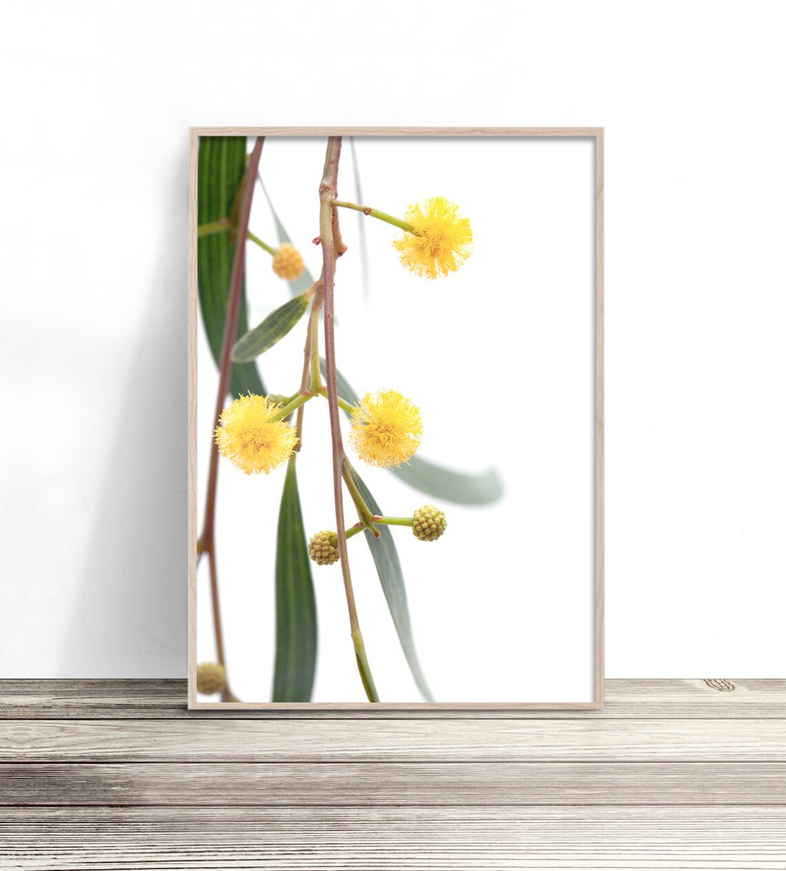 Bright Yellow Wattle Blooms Close Up White Background Floral Poster