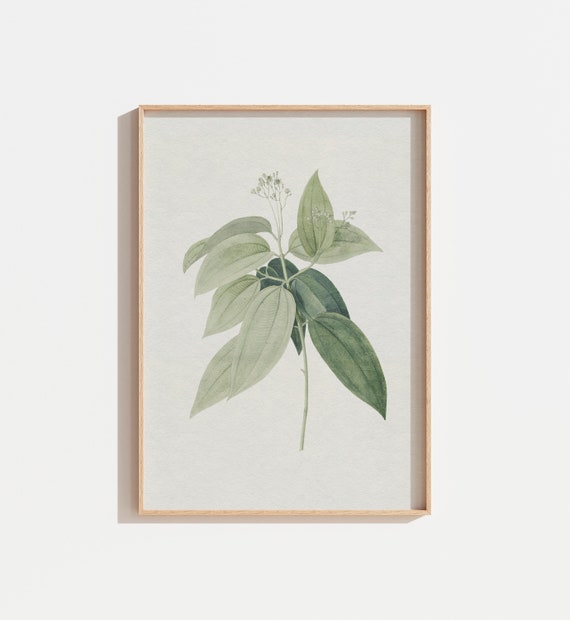 Vintage Muted Sage Green Botanical Flower Art Print