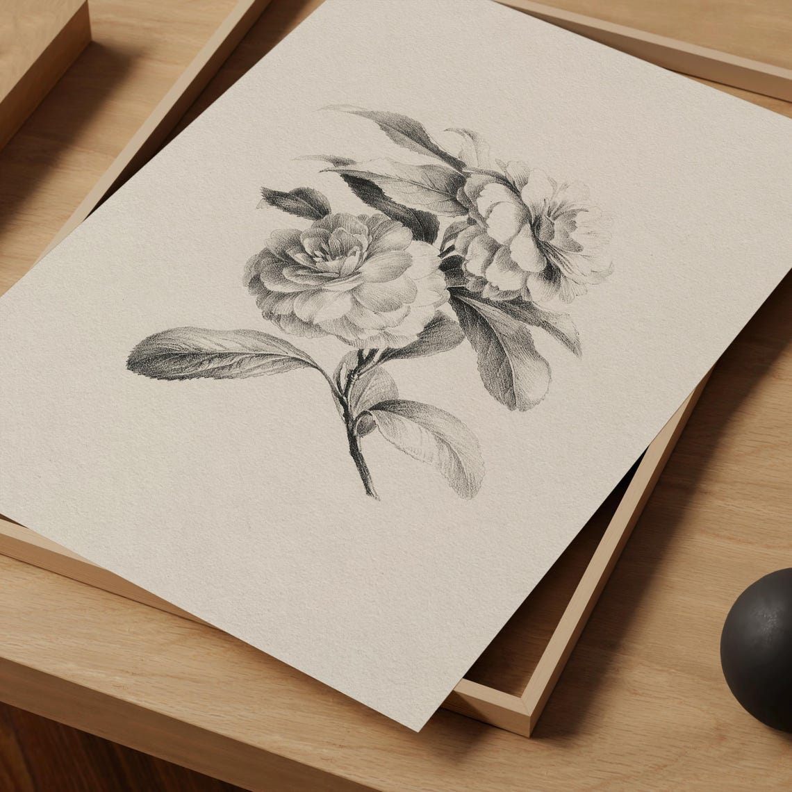 Vintage Cream Black Botanical Engraving Camellia Flower Wall Art - Image 2