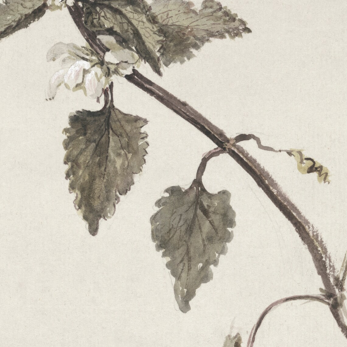 Vintage Botanical Branch Drawing, Art Print - Image 3