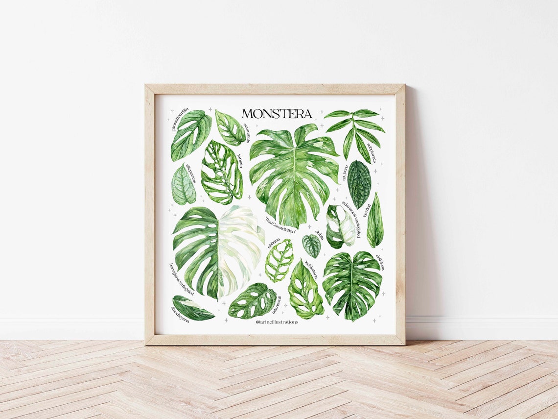 Monstera Species Deliciosa Adansonii Leaf Chart Watercolor Poster - Image 3