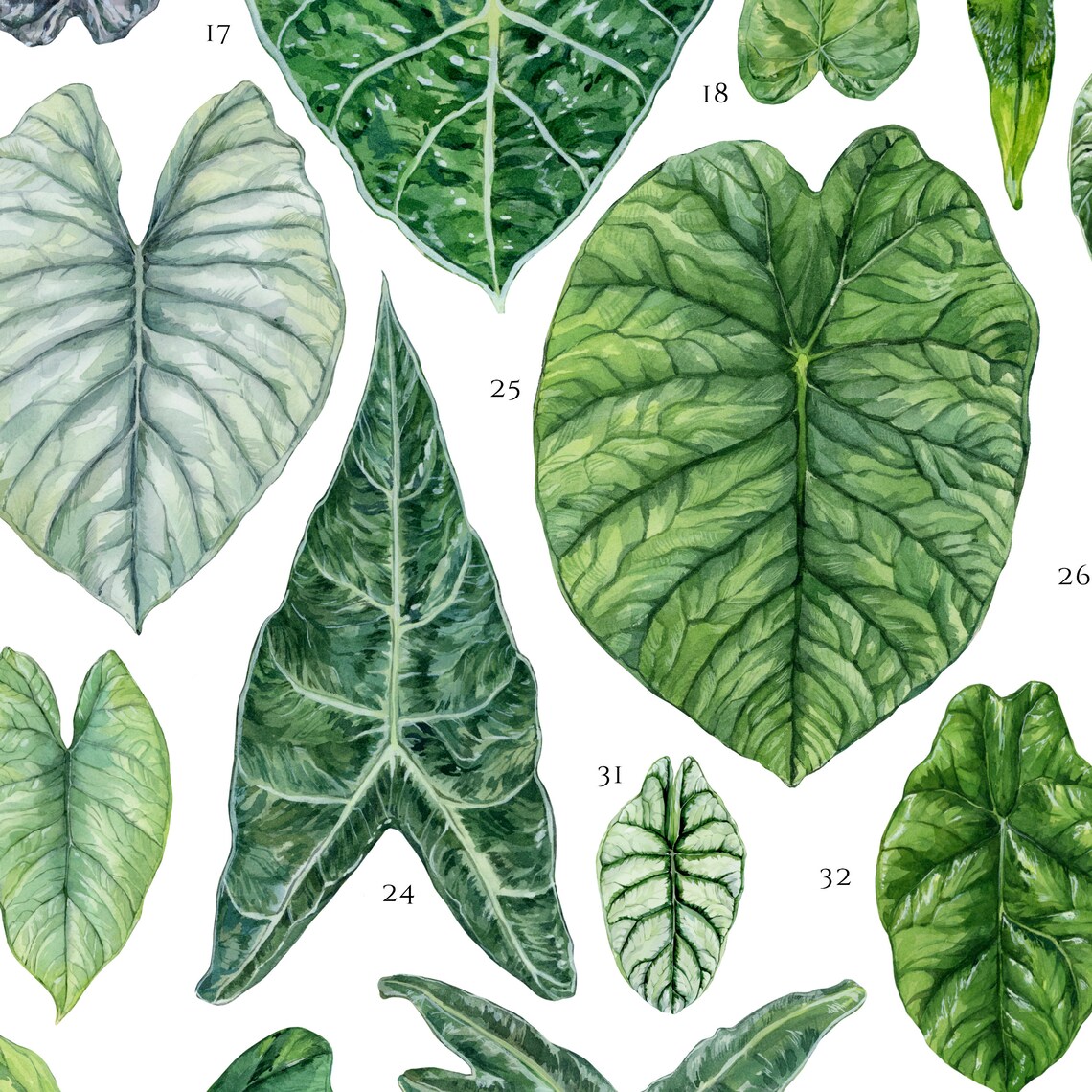 Alocasia Family Elephant Ear Leaf Species Watercolor Chart Poster - Image 2