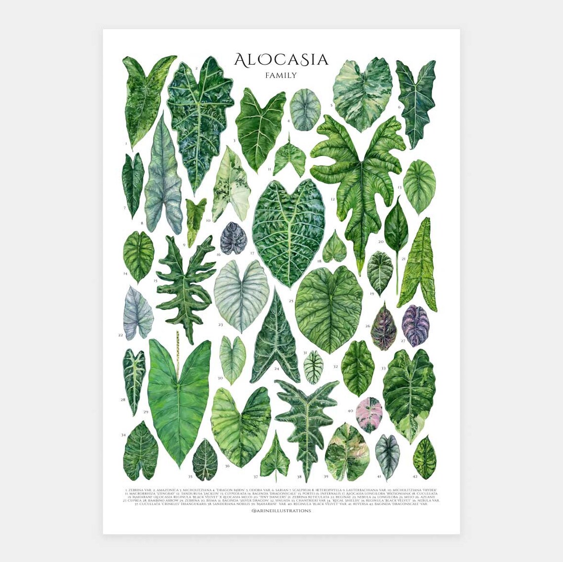 Alocasia Family Elephant Ear Leaf Species Watercolor Chart Poster - Image 4