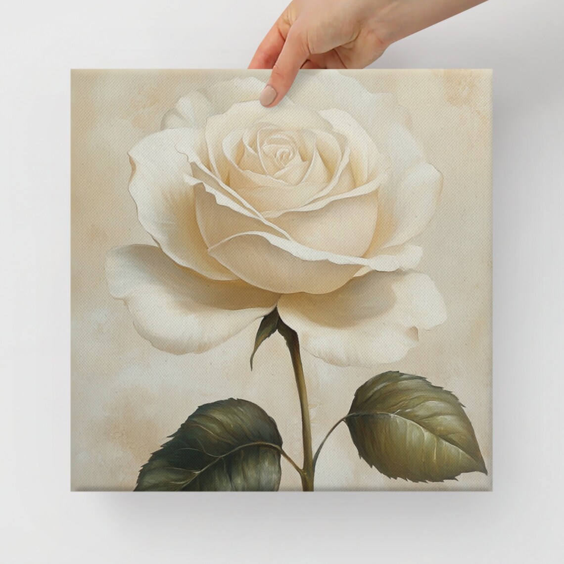 White Rose Bloom Close Up Cream Petals Painting Print Poster