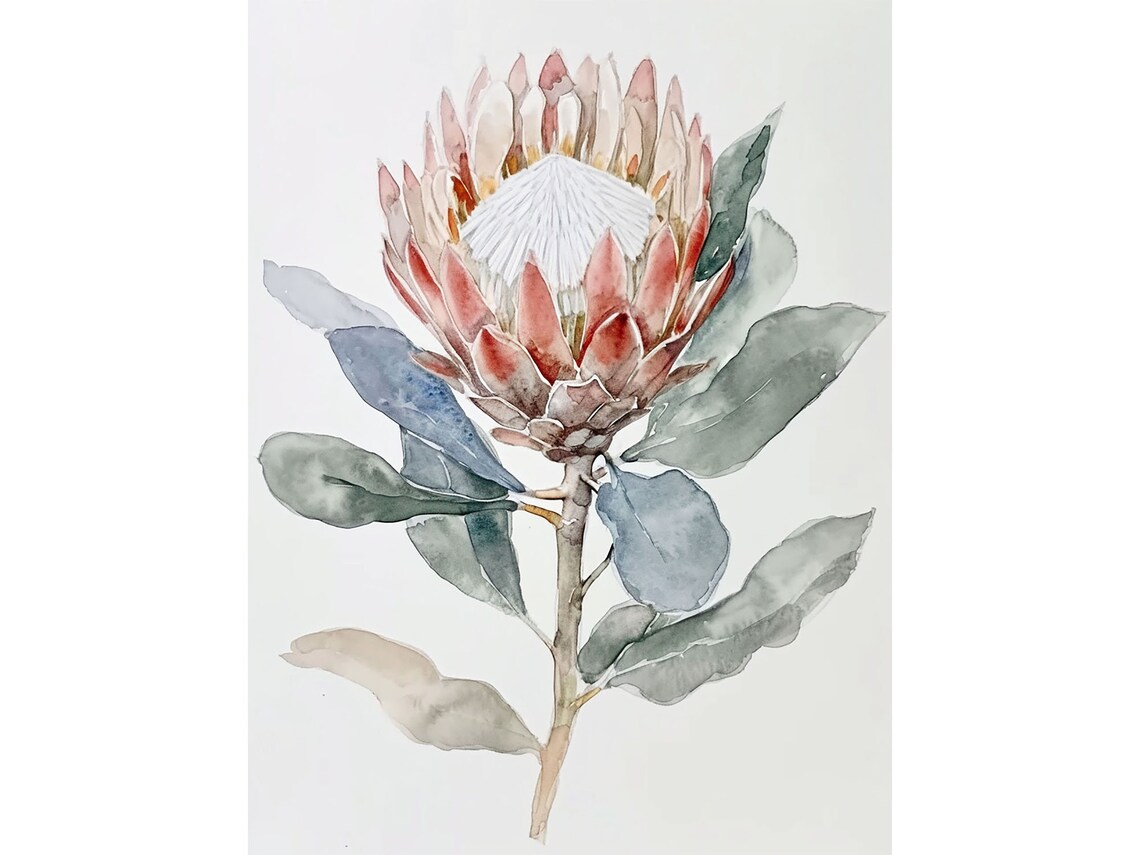 Protea Watercolor Art Print, Botanical Wall Art