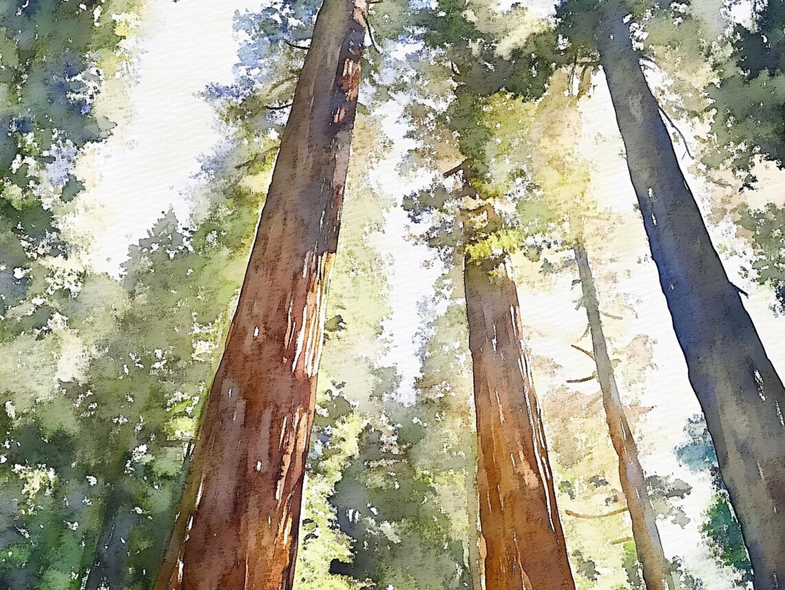 Humboldt Redwoods Watercolor Art Print, National Park