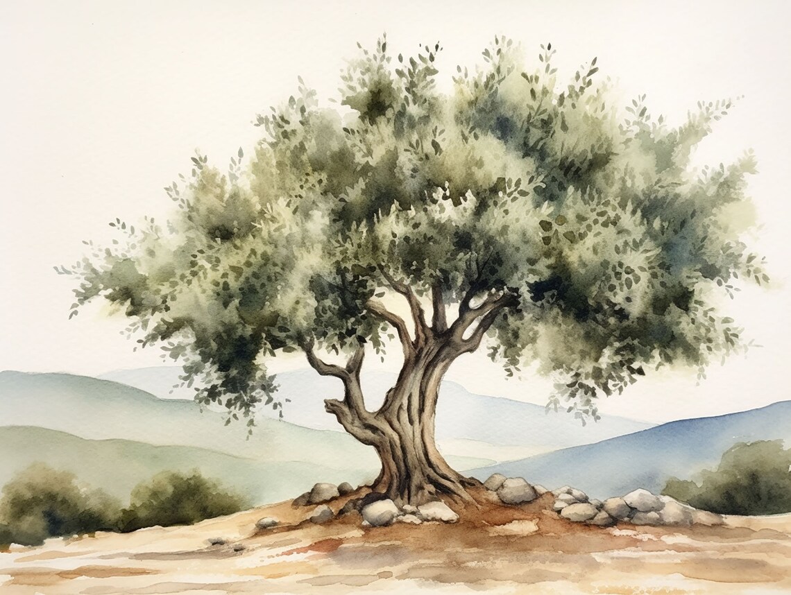 Santa Ynez Olive Tree Watercolor, California Art Print