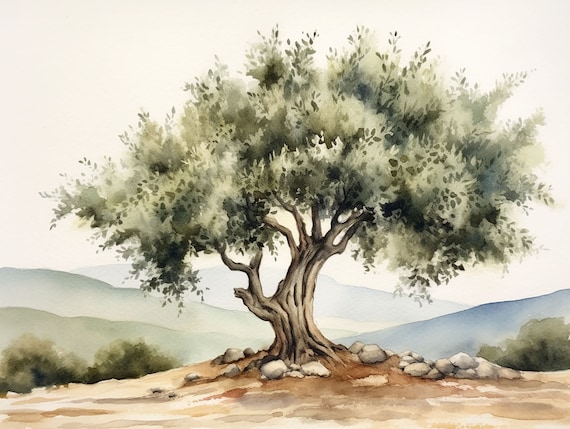 Santa Ynez Olive Tree Watercolor, California Art Print