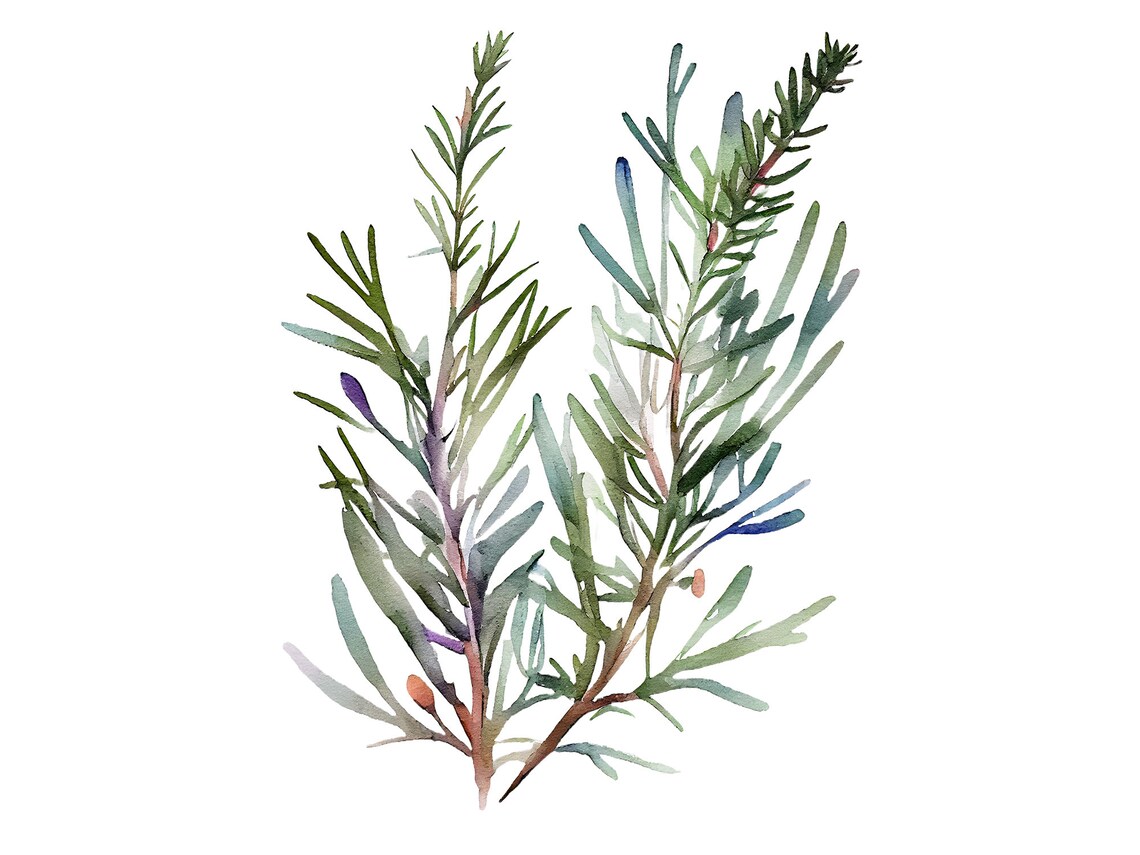 Rosemary Watercolor Herbs Art Print, Kitchen Decor