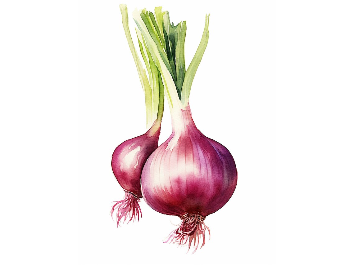 Onion Watercolor Botanical Art Print, Farmhouse Kitchen