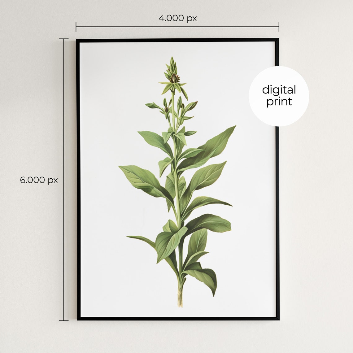 Garden Sage Sprig Vintage Botanical Herb Illustration Wall Art Print - Image 2